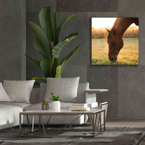 Image of 'Sunset Grazing II' by Donnie Quillen Canvas Wall Art,37 x 37