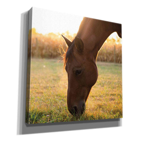 Image of 'Sunset Grazing II' by Donnie Quillen Canvas Wall Art