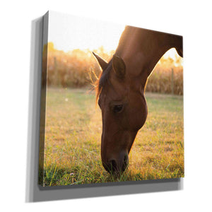 'Sunset Grazing II' by Donnie Quillen Canvas Wall Art