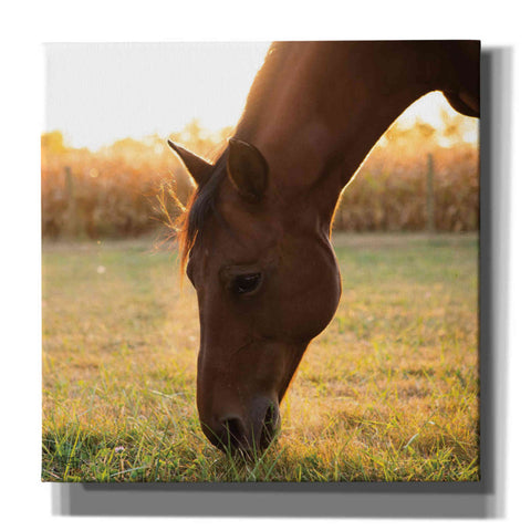 Image of 'Sunset Grazing II' by Donnie Quillen Canvas Wall Art