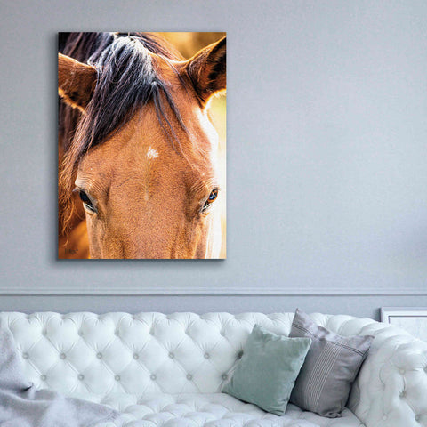 Image of 'Soft Brown' by Donnie Quillen Canvas Wall Art,40 x 54