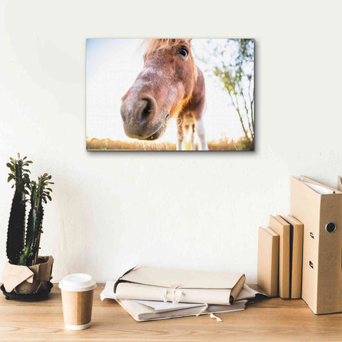 Image of 'Hi Horse' by Donnie Quillen Canvas Wall Art,18 x 12