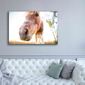 'Hi Horse' by Donnie Quillen Canvas Wall Art,60 x 40