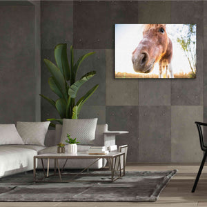 'Hi Horse' by Donnie Quillen Canvas Wall Art,60 x 40