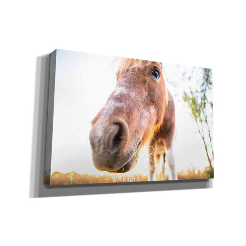 Image of 'Hi Horse' by Donnie Quillen Canvas Wall Art