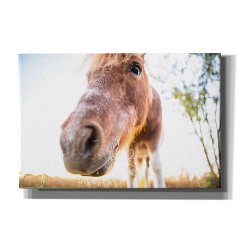 Image of 'Hi Horse' by Donnie Quillen Canvas Wall Art