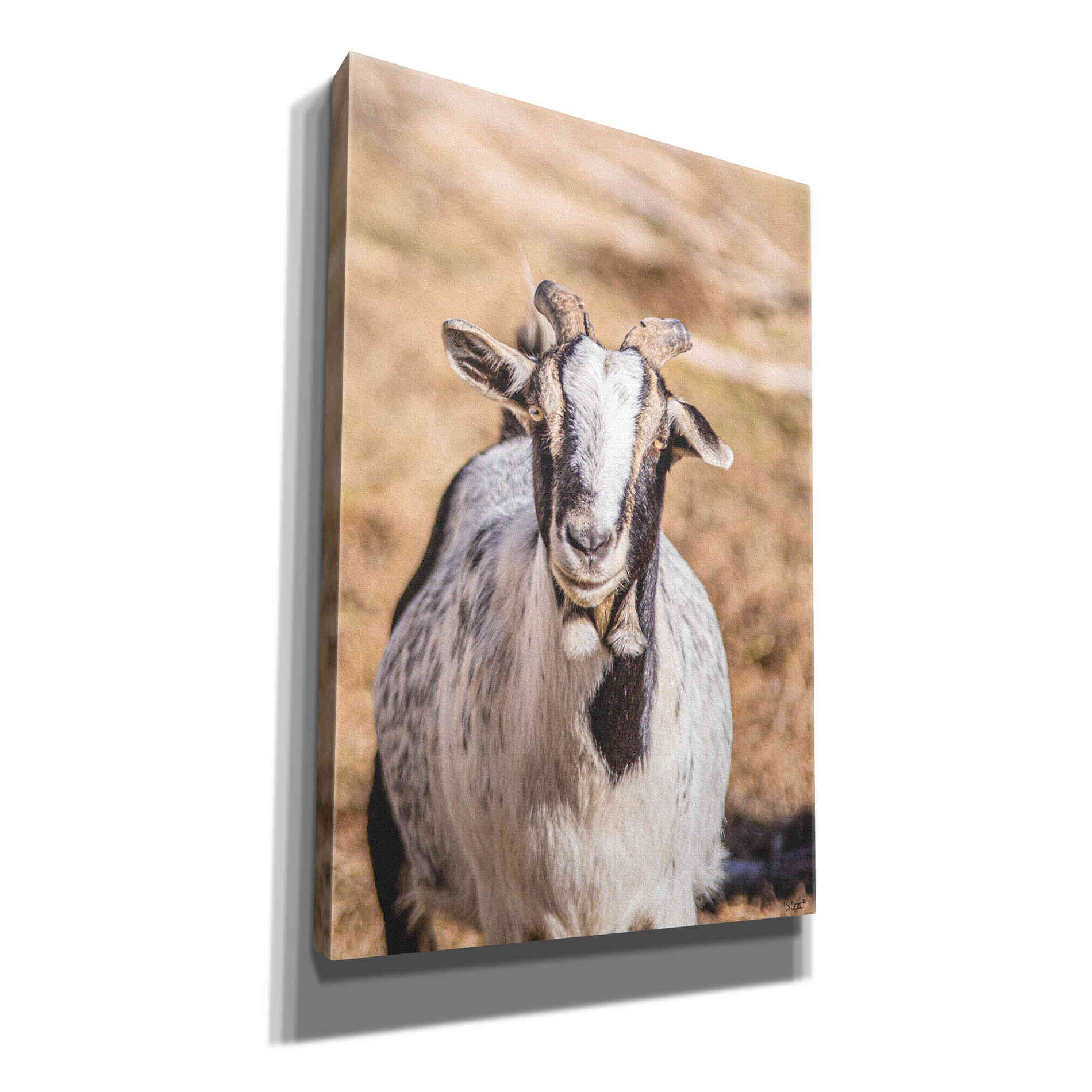 'Short Beard' by Donnie Quillen Canvas Wall Art