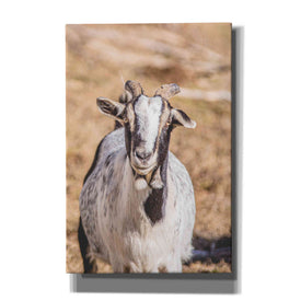 'Short Beard' by Donnie Quillen Canvas Wall Art