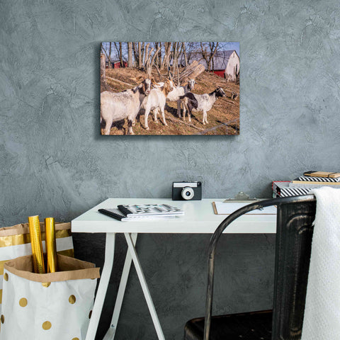Image of 'Goats of a Feather' by Donnie Quillen Canvas Wall Art,18 x 12