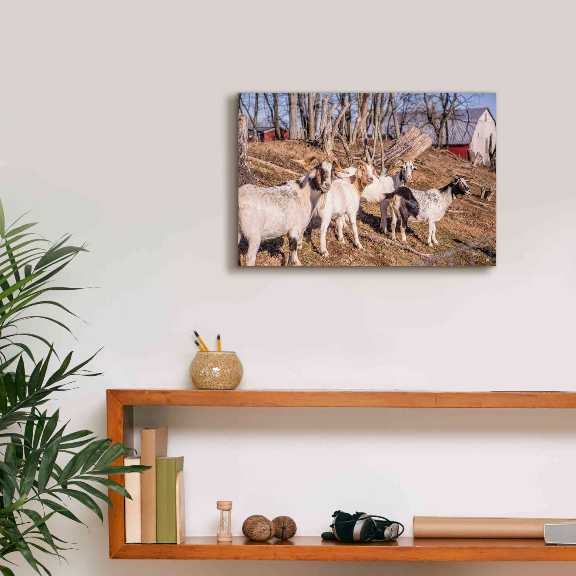 'Goats of a Feather' by Donnie Quillen Canvas Wall Art,18 x 12