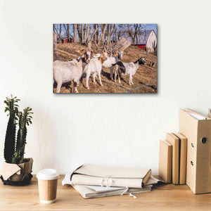 'Goats of a Feather' by Donnie Quillen Canvas Wall Art,18 x 12