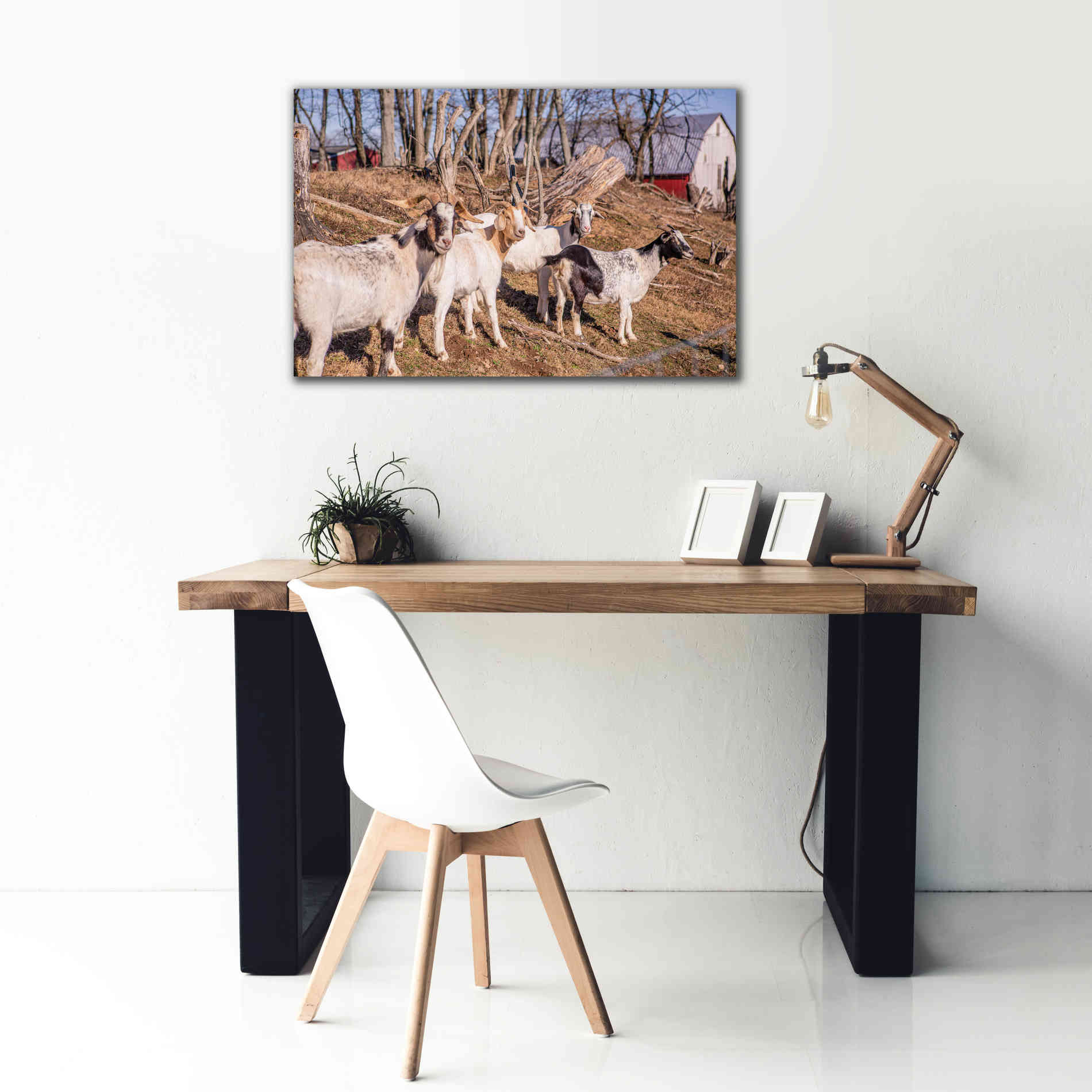 'Goats of a Feather' by Donnie Quillen Canvas Wall Art,40 x 26
