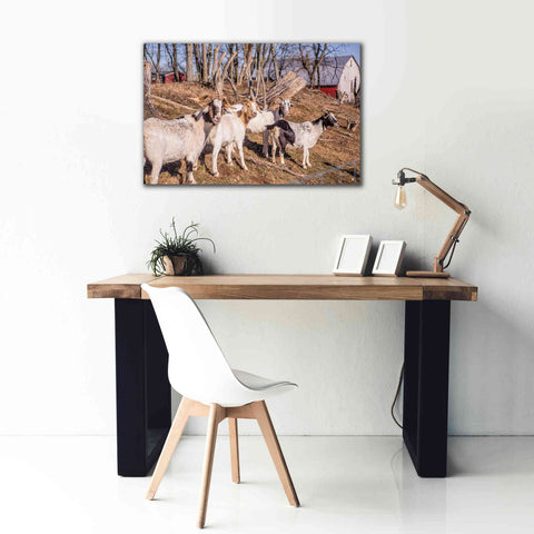 Image of 'Goats of a Feather' by Donnie Quillen Canvas Wall Art,40 x 26