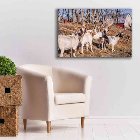 Image of 'Goats of a Feather' by Donnie Quillen Canvas Wall Art,40 x 26