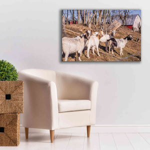 'Goats of a Feather' by Donnie Quillen Canvas Wall Art,40 x 26