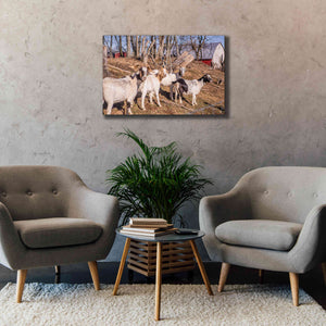 'Goats of a Feather' by Donnie Quillen Canvas Wall Art,40 x 26