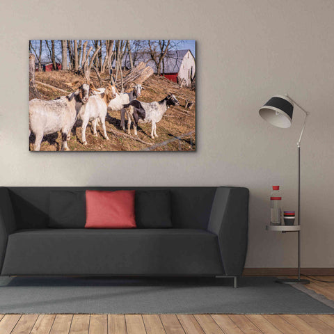 Image of 'Goats of a Feather' by Donnie Quillen Canvas Wall Art,60 x 40