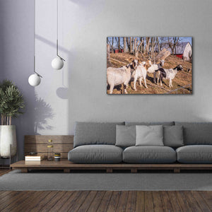 'Goats of a Feather' by Donnie Quillen Canvas Wall Art,60 x 40