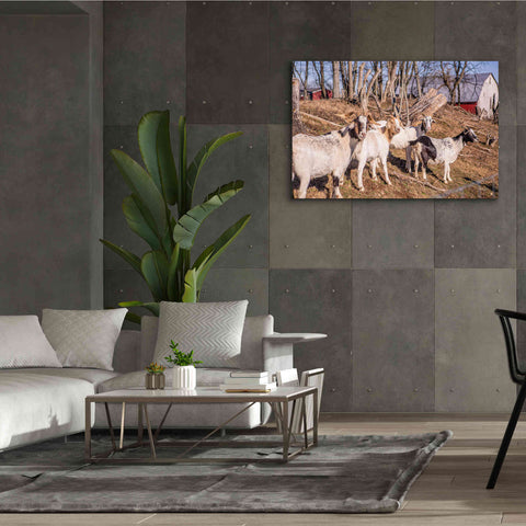 Image of 'Goats of a Feather' by Donnie Quillen Canvas Wall Art,60 x 40