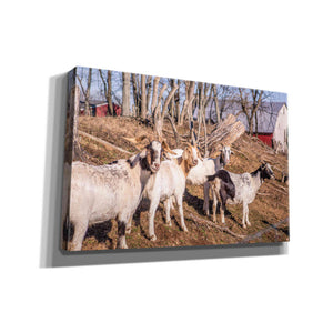 'Goats of a Feather' by Donnie Quillen Canvas Wall Art