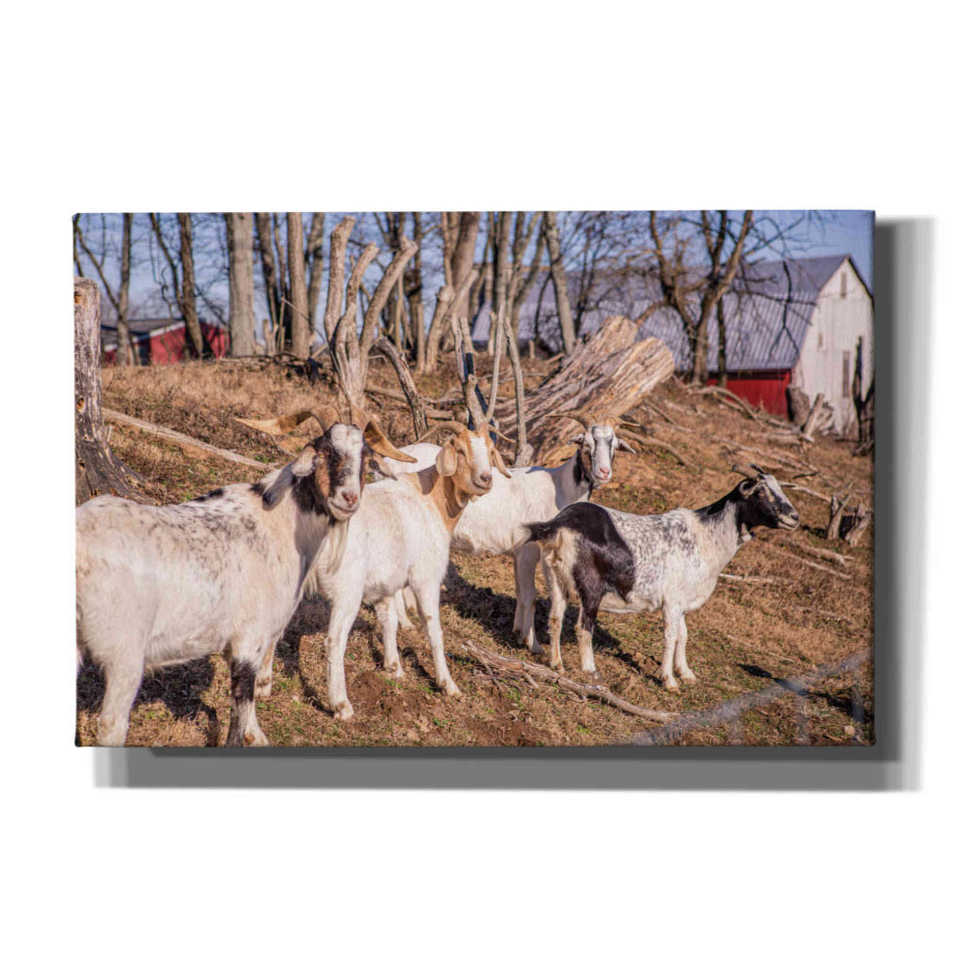 'Goats of a Feather' by Donnie Quillen Canvas Wall Art