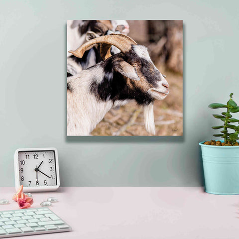 Image of 'Bearded Side Goat' by Donnie Quillen Canvas Wall Art,12 x 12