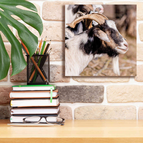 Image of 'Bearded Side Goat' by Donnie Quillen Canvas Wall Art,12 x 12