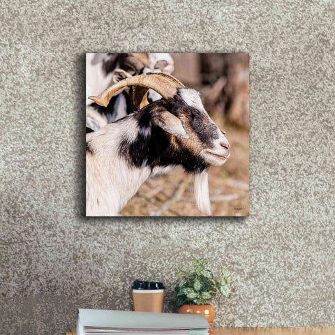 Image of 'Bearded Side Goat' by Donnie Quillen Canvas Wall Art,18 x 18