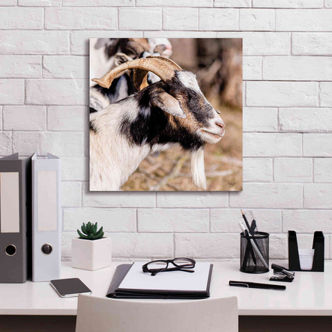 Image of 'Bearded Side Goat' by Donnie Quillen Canvas Wall Art,18 x 18