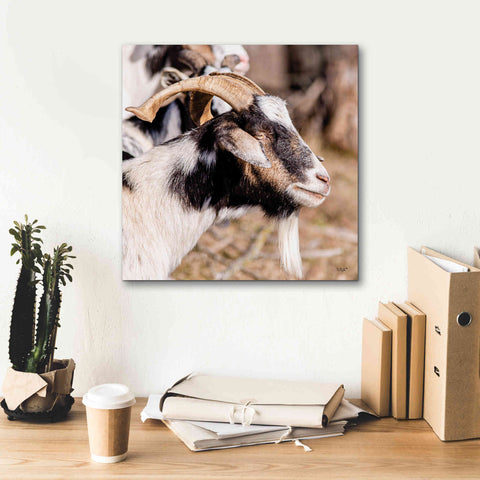 Image of 'Bearded Side Goat' by Donnie Quillen Canvas Wall Art,18 x 18