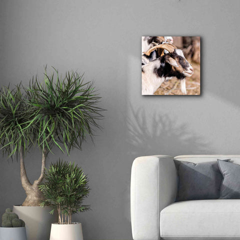 Image of 'Bearded Side Goat' by Donnie Quillen Canvas Wall Art,18 x 18