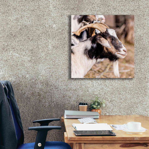 Image of 'Bearded Side Goat' by Donnie Quillen Canvas Wall Art,26 x 26