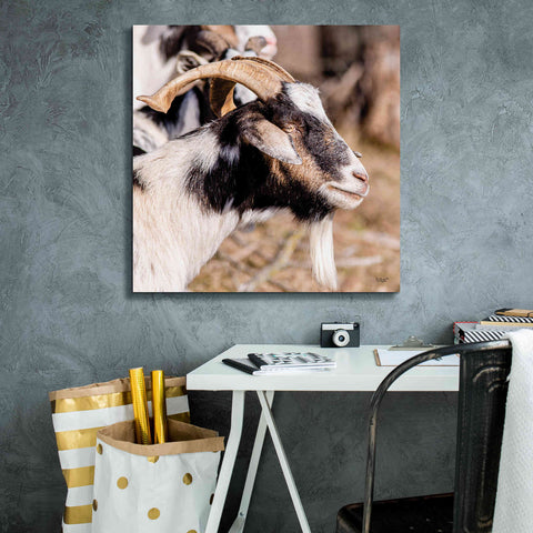 Image of 'Bearded Side Goat' by Donnie Quillen Canvas Wall Art,26 x 26