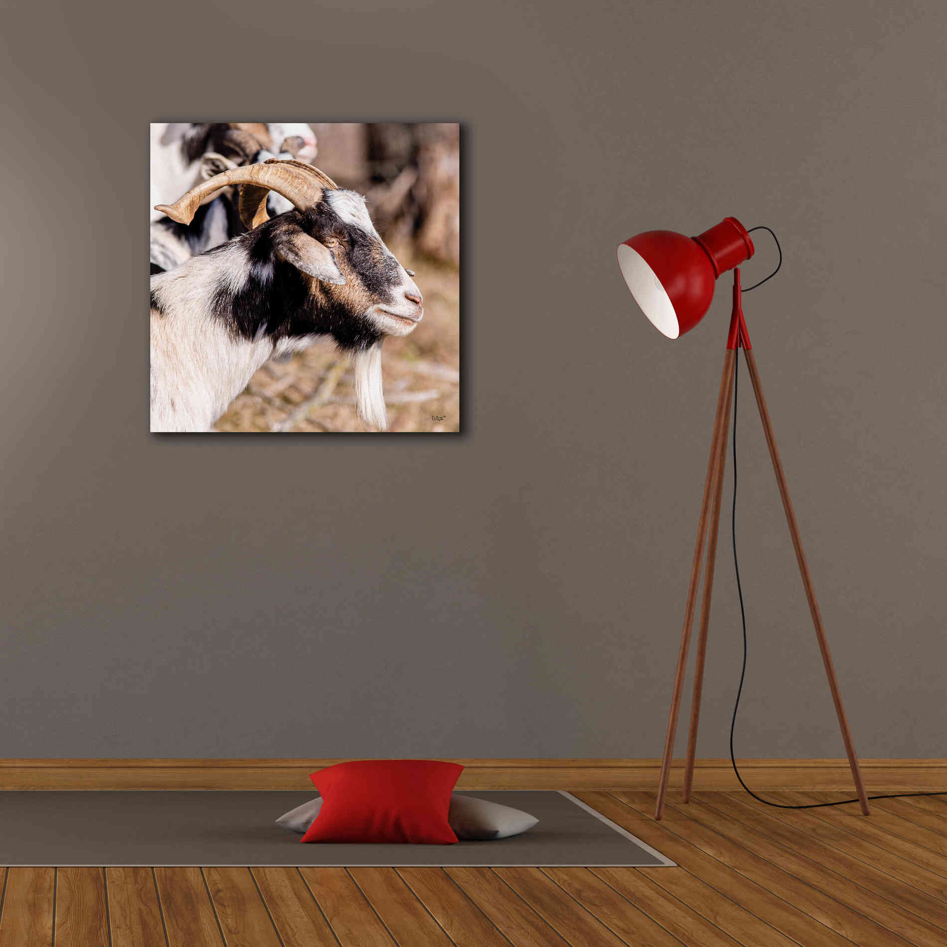 'Bearded Side Goat' by Donnie Quillen Canvas Wall Art,26 x 26