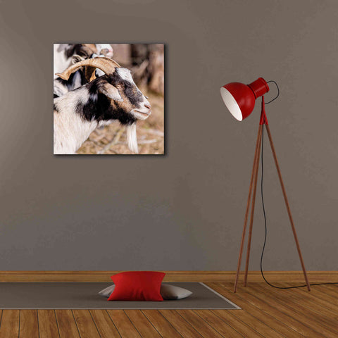 Image of 'Bearded Side Goat' by Donnie Quillen Canvas Wall Art,26 x 26