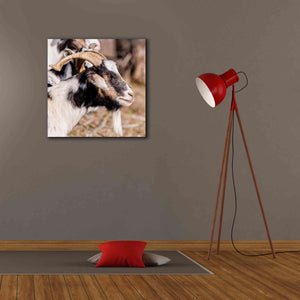 'Bearded Side Goat' by Donnie Quillen Canvas Wall Art,26 x 26