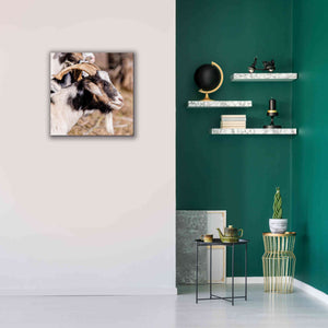 'Bearded Side Goat' by Donnie Quillen Canvas Wall Art,26 x 26