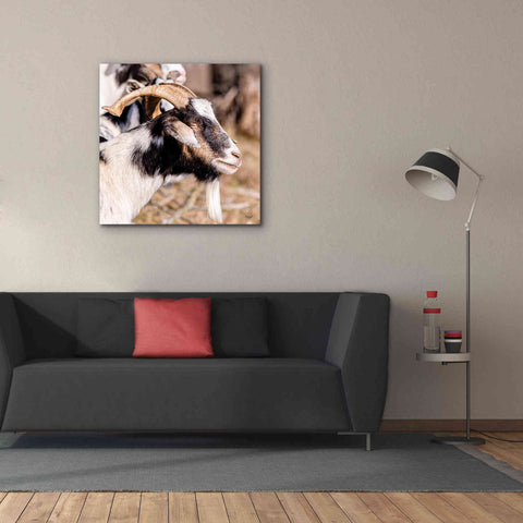 Image of 'Bearded Side Goat' by Donnie Quillen Canvas Wall Art,37 x 37