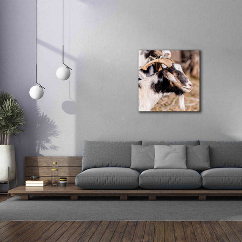 Image of 'Bearded Side Goat' by Donnie Quillen Canvas Wall Art,37 x 37