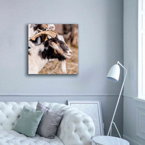 Image of 'Bearded Side Goat' by Donnie Quillen Canvas Wall Art,37 x 37