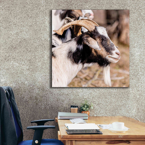 Image of 'Bearded Side Goat' by Donnie Quillen Canvas Wall Art,37 x 37