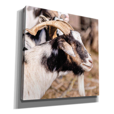 Image of 'Bearded Side Goat' by Donnie Quillen Canvas Wall Art