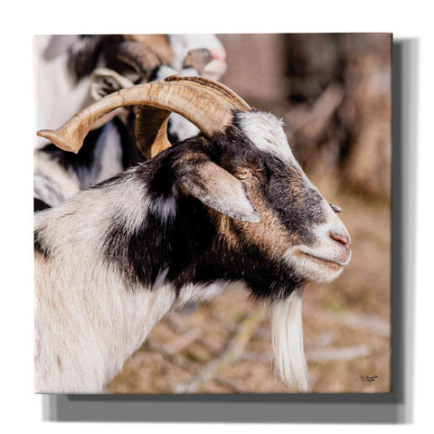 Image of 'Bearded Side Goat' by Donnie Quillen Canvas Wall Art