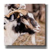 'Bearded Side Goat' by Donnie Quillen Canvas Wall Art