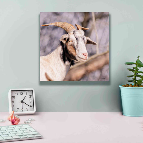 Image of 'Brown Goat' by Donnie Quillen Canvas Wall Art,12 x 12