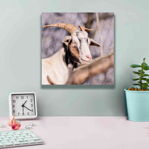 'Brown Goat' by Donnie Quillen Canvas Wall Art,12 x 12