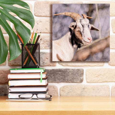 Image of 'Brown Goat' by Donnie Quillen Canvas Wall Art,12 x 12