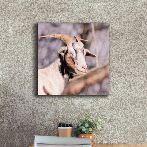 Image of 'Brown Goat' by Donnie Quillen Canvas Wall Art,18 x 18