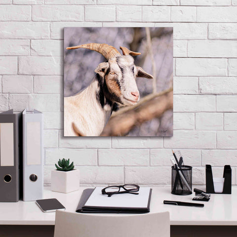 Image of 'Brown Goat' by Donnie Quillen Canvas Wall Art,18 x 18