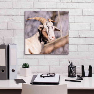 'Brown Goat' by Donnie Quillen Canvas Wall Art,18 x 18